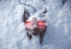 A new Witcher game is in development – PC Gamer